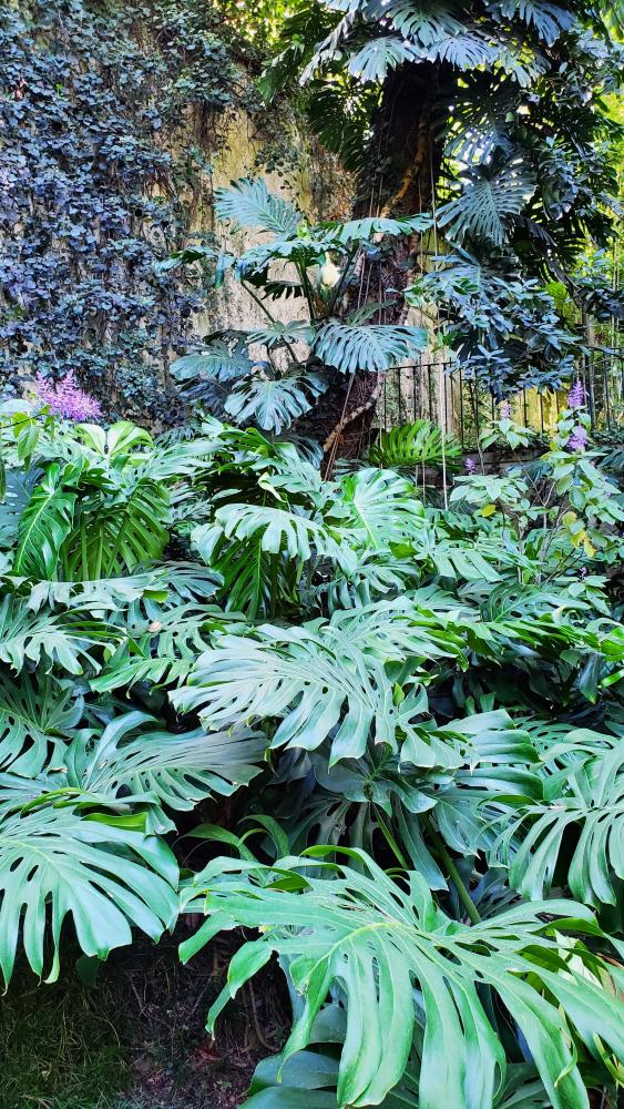 Monstera deliciosa Lisbon Botanical Garden 2023